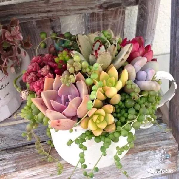 多肉小花盆适合养什么 a9c2jr0556988322542.jpg