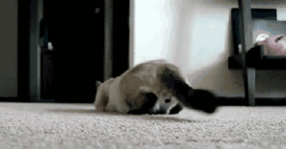 所以千万不要把自家的猫咪喂成胖子噢.