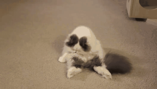 论肥猫是怎样一步步养成的