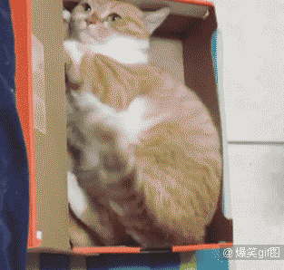 全平台动图首发 10000张2b,恶搞,傻缺,内涵,美女,一次看个够!