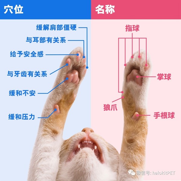 【解构猫肉球: 前后脚肉掌结构不同 】 猫咪的肉球相比身体其他部位的