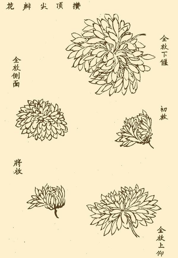 菊花花瓣尖顶攒画法