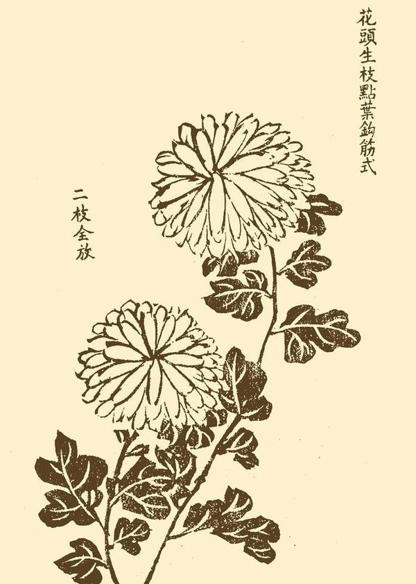 菊花花头生枝点叶钩筋式画法