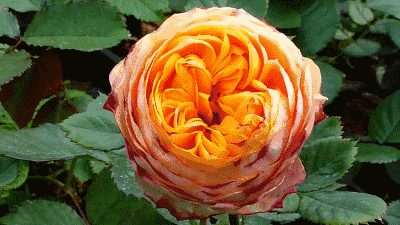 北京植物园牡丹园有500余个品种的6000余株牡丹,是目前北京地区种植