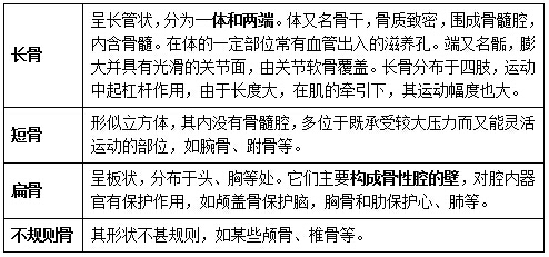 干货:骨的形态和构造总结!