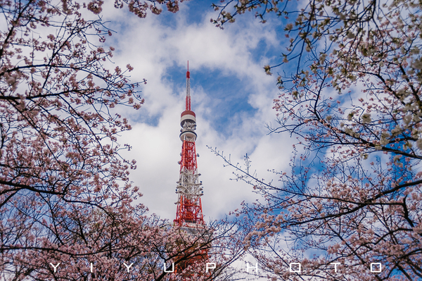 游览完东京塔可以在这里寻找到樱花与东京铁塔交相呼应的美景.