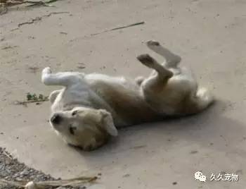 咋样才能让狗不出去遛弯 a96ar53704275388542.jpeg