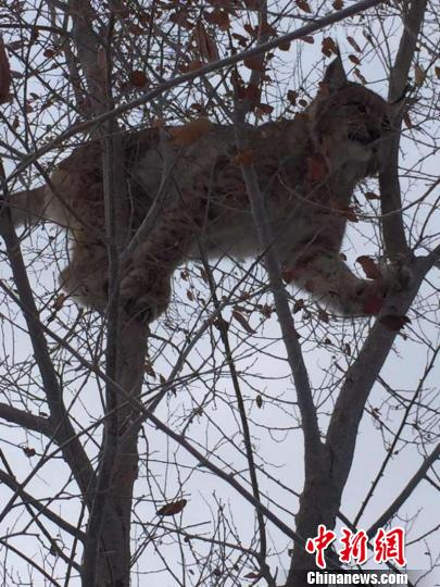 图为艾比湖保护区首次拍到的猞猁。 新疆艾比湖湿地国家级自然保护区管理局供图 摄