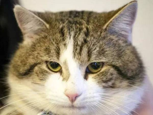 猫咪叫声吸引猫咪抓老鼠 a2momn8931694491542.jpeg