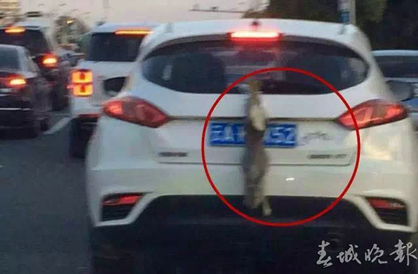 网友配图可明显辨识前方车辆是“云A”牌照。还有网友说,此前他也在广福路上看到这辆车。