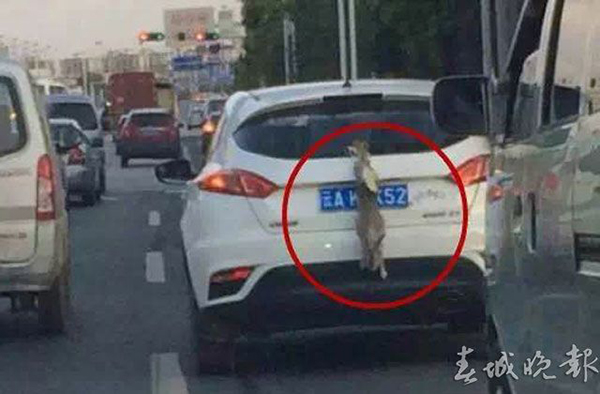 “老司机”挂活兔遮挡车牌