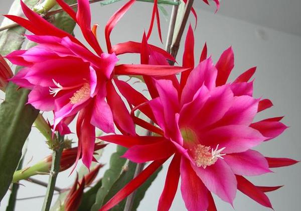成语什么花愁_成语花根什么心(2)