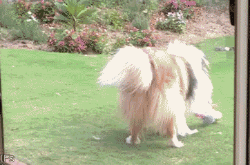 他曾经是王者,后来被狗咬了