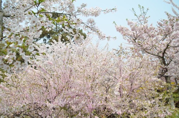 14,青海路樱花大道