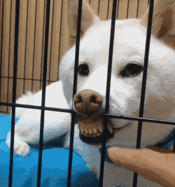 露着小虎牙的微笑,怎么样 是不是敲可爱啊!