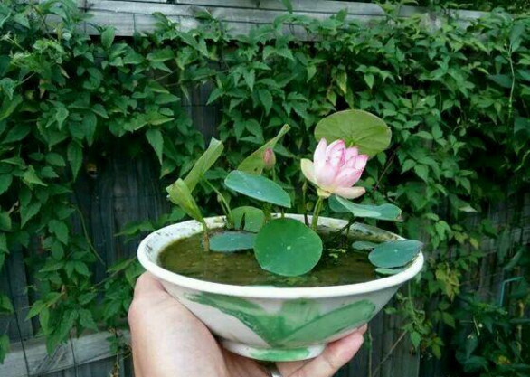 种植方法: 1,浸泡种子,用温水,2-3天换一次水,记得找个大点漂亮的碗