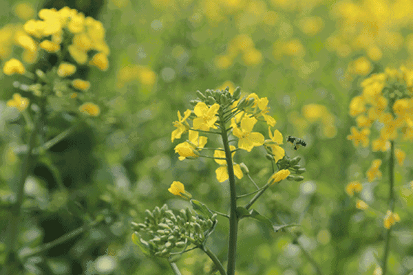 春天里 花儿们争奇斗艳,相继盛开 上海的顾村公园樱花开了 庄行油菜花