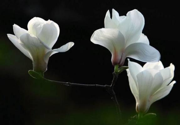 花谚说:"玉兰花瓣和面糖,油煎色美更芳香".