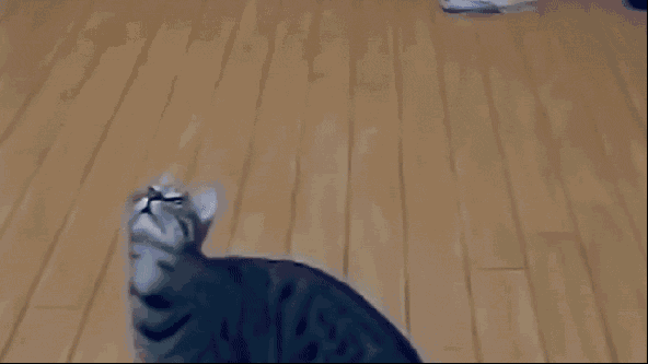 朕平时不走路都靠飞^(~-~)^ 相对猫咪来说,狗狗的骨骼肌肉系统更偏向