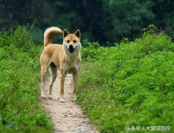 中国不仅只有中华田园犬,这几种犬你叫得出它名吗