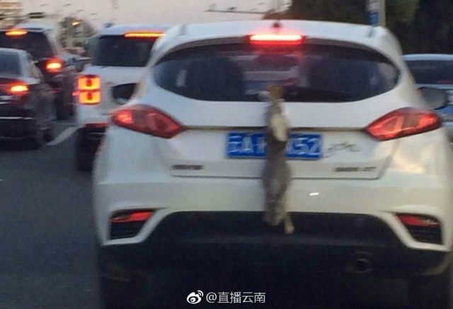 “应该把这个司机挂在大货车后面让他体会一下。”有网民称。今日下午,昆明交警方面发布消息称,这名司机的行为已违反相关规定,属于故意遮挡机动车号牌。目前该案件正在进一步调查中。