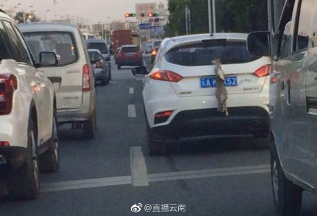 今日,有网民发微博称,昆明一司机在行车中,在车辆后牌照位置竟用一只活生生的兔子遮挡车牌。“车边开,挂在后面的兔子还边在蹦!这画风你们想象一下!”此事立即引来广大网民热议,大家在质疑司机行为涉嫌遮挡号牌违法的同时,更强烈指责这种虐待动物的行为。(记者 冯蔚)