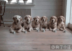 金毛:我们中出了一个叛徒