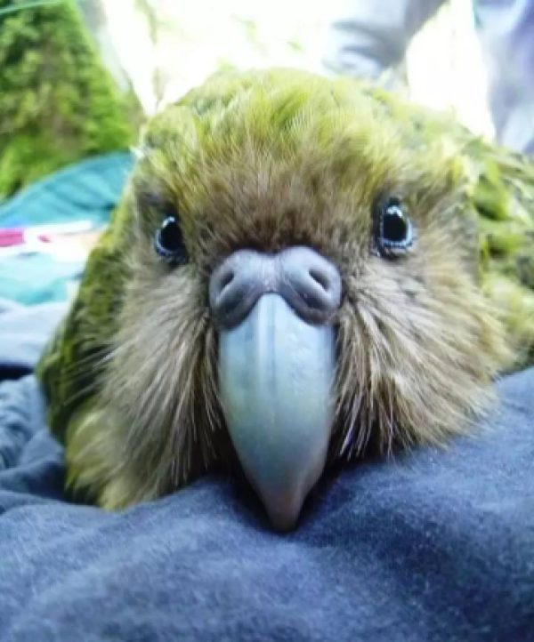 新西兰国宝kakapo鹦鹉