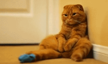 壁纸 动物 猫 猫咪 小猫 桌面 350_206 gif 动态图 动图