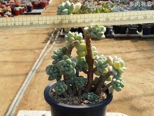 多肉植物品种大全老桩 a2rqpq1975971700619.jpg