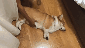 信天游,小品,陕北搞笑视频,陕北说书,唢呐等陕北地区最优秀的内容!