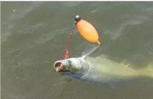 a9shww09742406466405.jpg