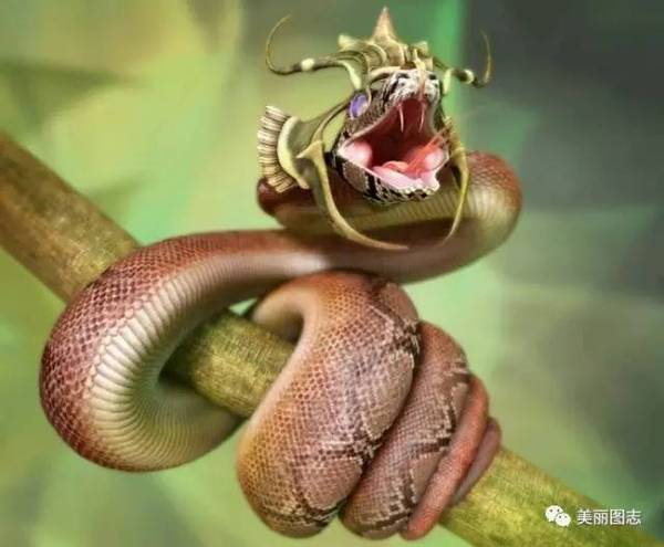 世界上最美的毒蛇,惊艳了!