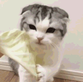 拥有迷人的小豹纹 岂不是迷死千千万男人 此外 还有高贵优雅的布偶猫