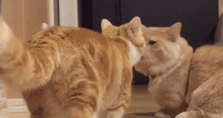 壁纸 动物 狗 狗狗 猫 猫咪 小猫 桌面 437_232 gif 动态图 动图