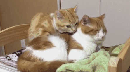 被这只腿短眼大的喵星人,给萌出眼泪了