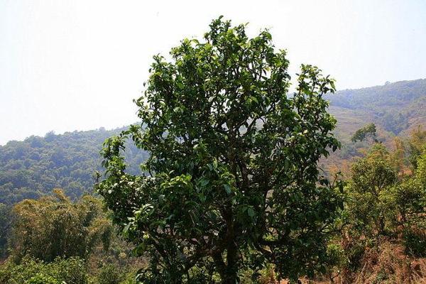 青年返乡寻百年野生古红茶树,走上创富之路