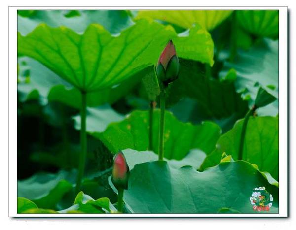 清晨的荷花曲谱_清晨雨后露珠荷花图片