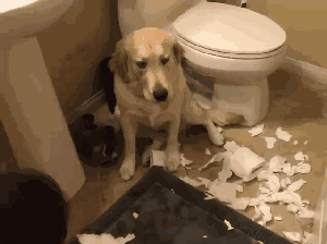 壁纸 动物 狗 狗狗 300_224 gif 动态图 动图