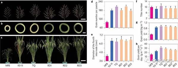 分子设计育种研究成果在国际著名学术期刊《自然-植物(natureplants)