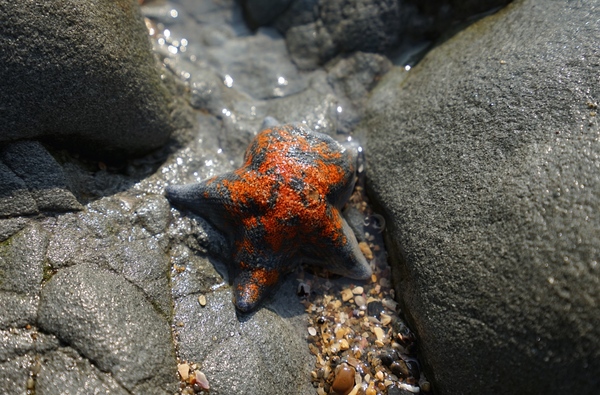 日本赶海捡到海胆海星,但要懂规矩,有些不能带走