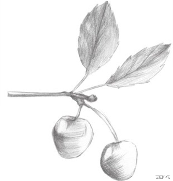素描小樱桃枝绘画步骤一 2,在轮廓的基础上对樱桃的线条进行细致描绘