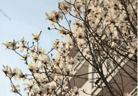 春色初至,笕实玉兰花开.