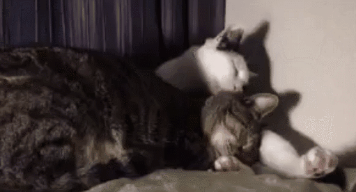 壁纸 动物 狗 狗狗 猫 猫咪 小猫 桌面 511_276 gif 动态图 动图