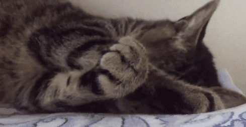 壁纸 动物 猫 猫咪 小猫 桌面 489_253 gif 动态图 动图