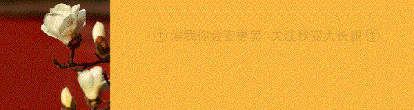 故宫玉兰花开,朕心甚是欢喜!