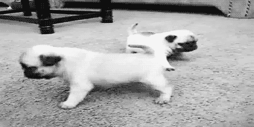 巴哥太有魔性了,看的完全停不下来啊