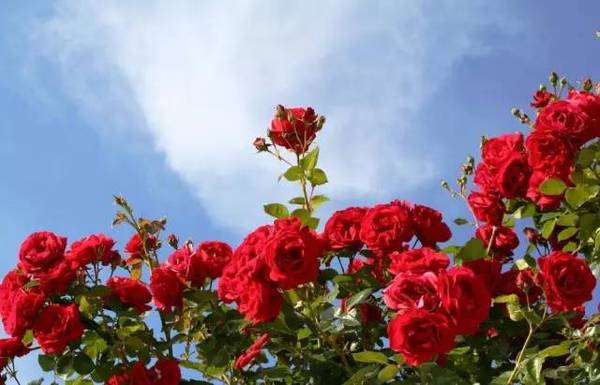 ▼花溪水库玫瑰园