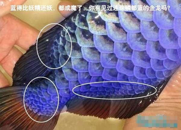 龙鱼干货 深哥挑鱼之透过鳞片底色看金龙鱼的品质