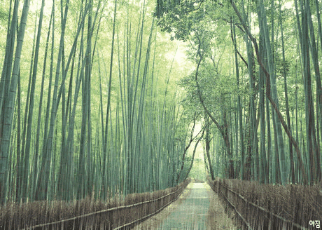 壁纸 风景 植物 桌面 460_328 gif 动态图 动图